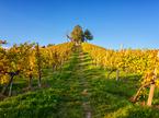 vinograd, Štajerska