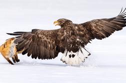 Od Krka do Antarktike: to so najboljše ptičje fotografije zadnjega leta #video
