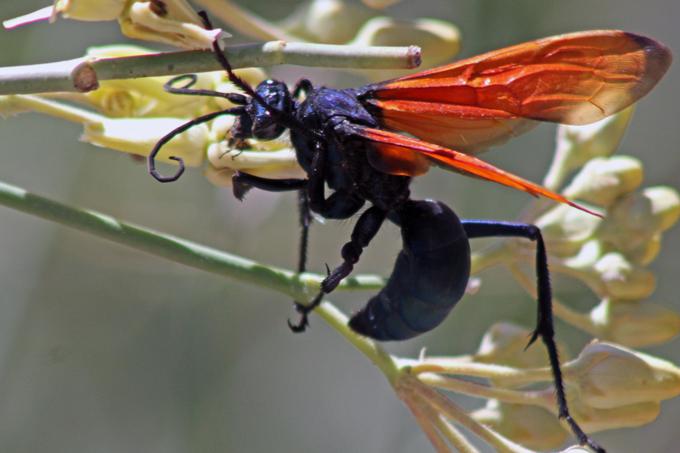 Ženski primerki pajkojedih os - v angleščini jim pravijo tarantula hawk wasp, ker ubijajo in jedo tarantele, ki veljajo za ene od največjih vrst pajkov - lahko dosežejo dolžino do 5 centimetrov in imajo enega od najbolj bolečih pikov med vsemi žuželkami na svetu. Schmidt pik te ose primerja z elektrošokom, a bolečina na srečo ne traja dolgo.  | Foto: Thinkstock