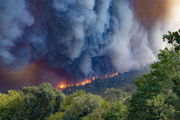 Požar Kras | Požar na Krasu leta 2022, s katerim se je v najobsežnejši in najzahtevnejši intervenciji z ognjem borilo več kot 20 tisoč ljudi. | Foto Ana Kovač