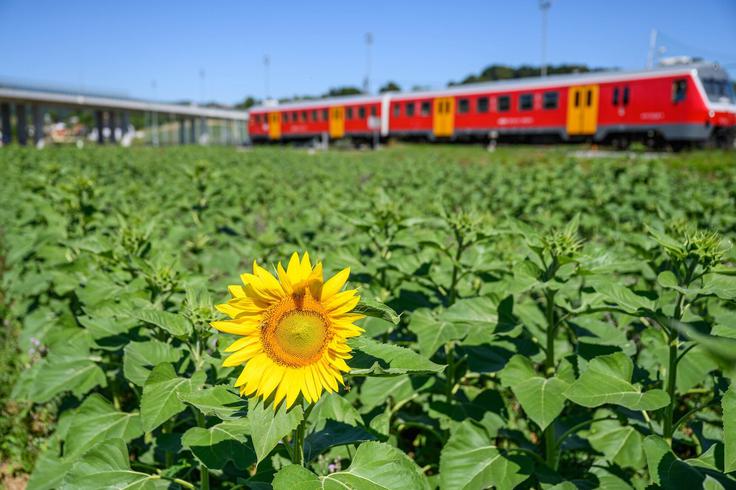 Slovenske železnice | Foto: Gašper Stopar/Občina Ivančna Gorica.