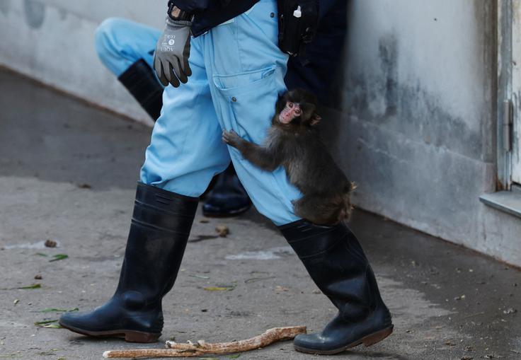 opica, Tokio, živalski vrt | Foto: Reuters