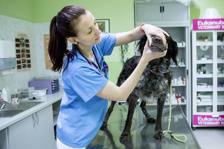 veterinarka Urška Drobnič | Foto: Ana Kovač