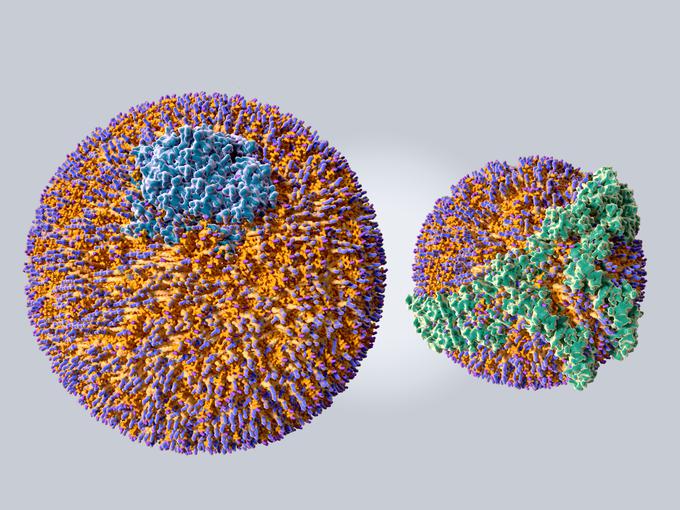 Levo: holesterol LDL. Desno: holesterol HDL. Foto: Getty Images | Foto: 