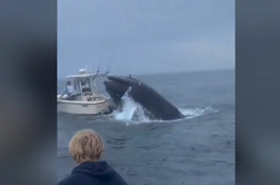 Osupljiv posnetek: kit grbavec nenadoma skočil na čoln in ga potopil #video