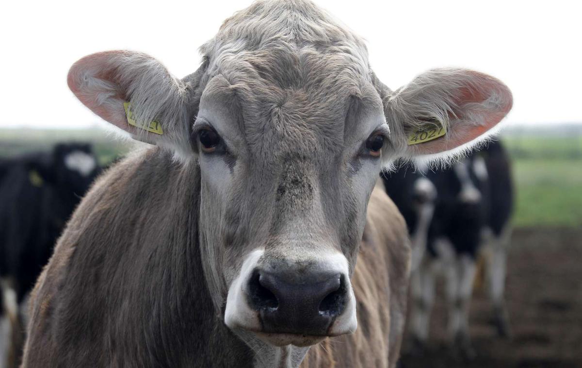 Govedo | Sprašujejo se, kako je mogoče, da je bil prvi del goveda na kmetijo vrnjen v precej slabšem stanju, kot je bil ob odvzemu.  | Foto STA