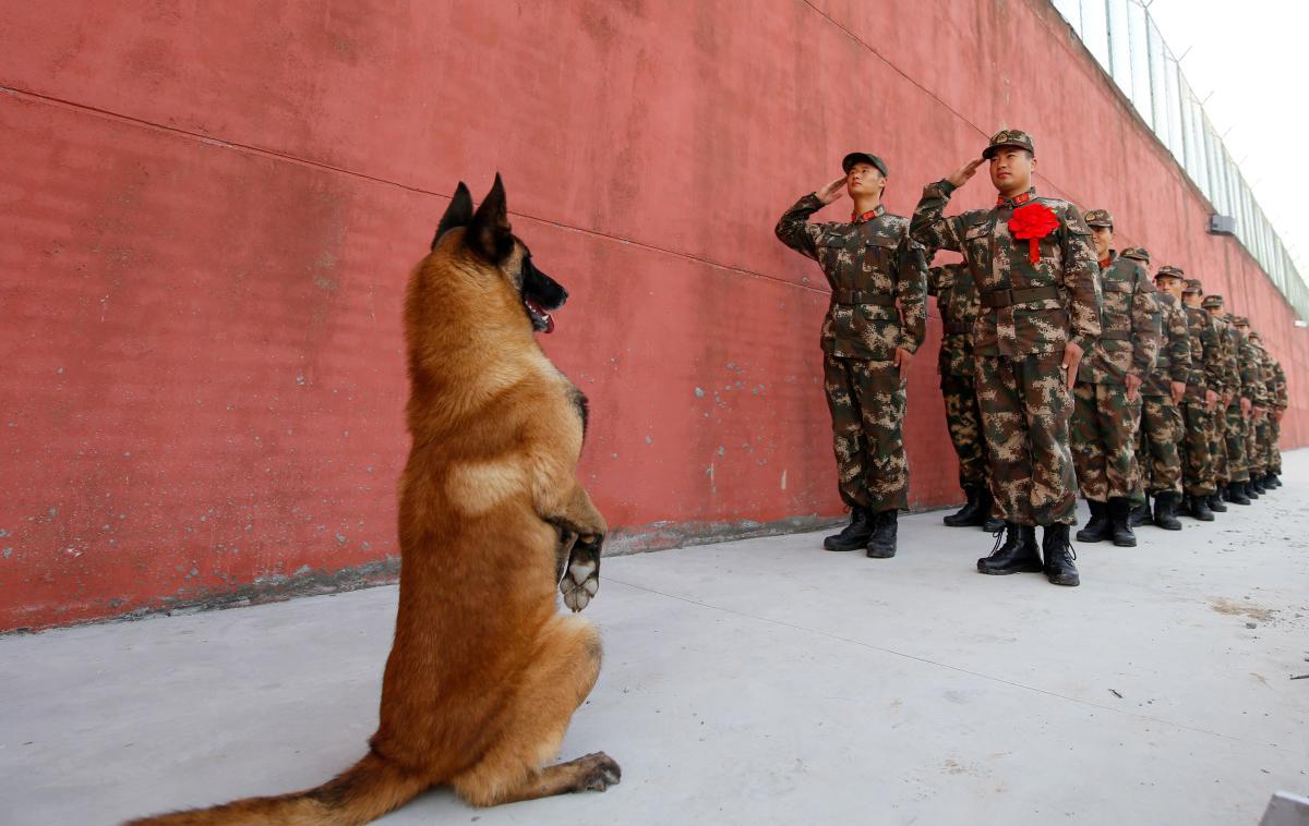 Vojaki, vojska, pes, nemški ovčar | Fotografija je simbolična. | Foto Reuters