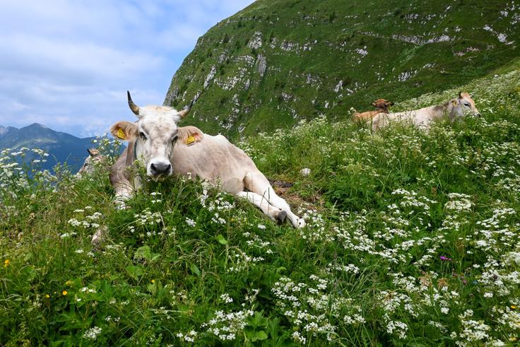 Med sestopom prečimo južna pobočja Krna, kamor rade zaidejo krave s planine Kuhinja. | Foto: Matej Podgoršek