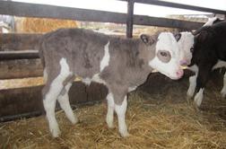 Tudi Hrvati imajo svoje vijoličasto tele