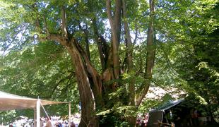 V ujmi poškodovana Najevska lipa, najdebelejše drevo v državi