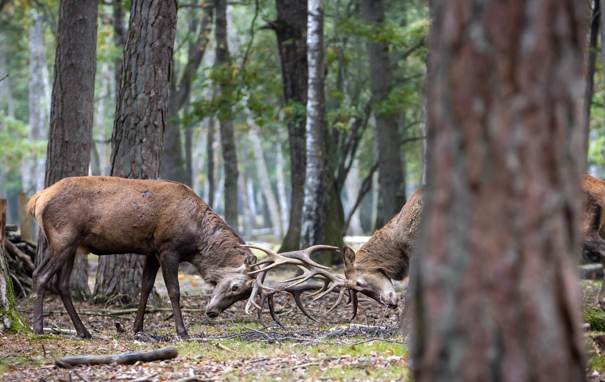 jelen, jelena, jelenji spopad | Fotografija je simbolična. | Foto Shutterstock