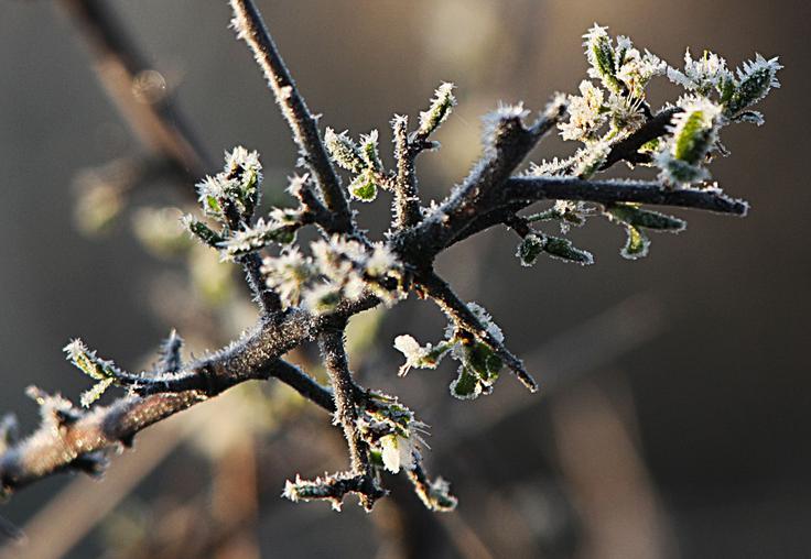 Ponekod se bodo temperature lahko spustile pod ničlo.  | Foto: STA/Tanjug