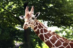 Žalostna novica iz ZOO: poginil je najstarejši žirafji samec Gal