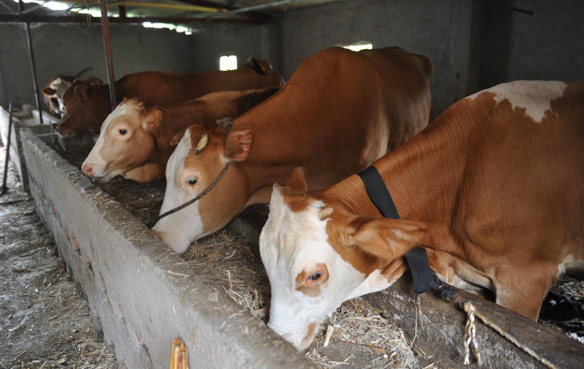 Krave, govedo | Uprava je prijavo v zvezi z zaščito živali na kmetiji v Leskovcu pri Krškem prejela 10. novembra, inšpekcijski nadzor pa je uvedla uradna veterinarka območnega urada Novo mesto.  | Foto Guliver Image