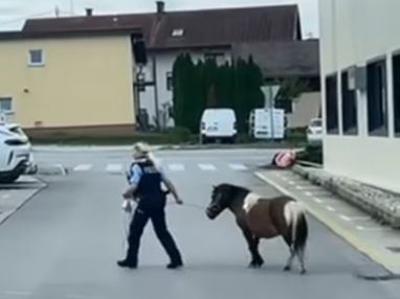 Izgubljeni poni s pomočjo policistov znova doma #video
