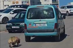 Šokanten posnetek: Lastnika psa že pridržali #video