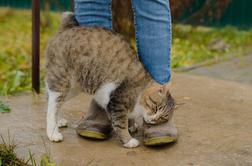 Zakaj se mačka drgne ob vas? Razlog vas bo presenetil.