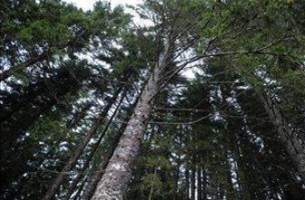 Slovensko gozdarstvo lani proizvodnjo povečalo za desetino