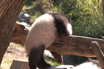 pandice, ZOO, Berlin