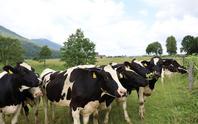 Za blagovno znamko Anton se skriva slovenska agroživilska veriga, združena v Skupino Farme Ihan, kmalu Skupino Anton