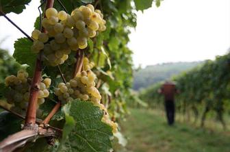 Bogata bera nagrad za slovenske vinarje