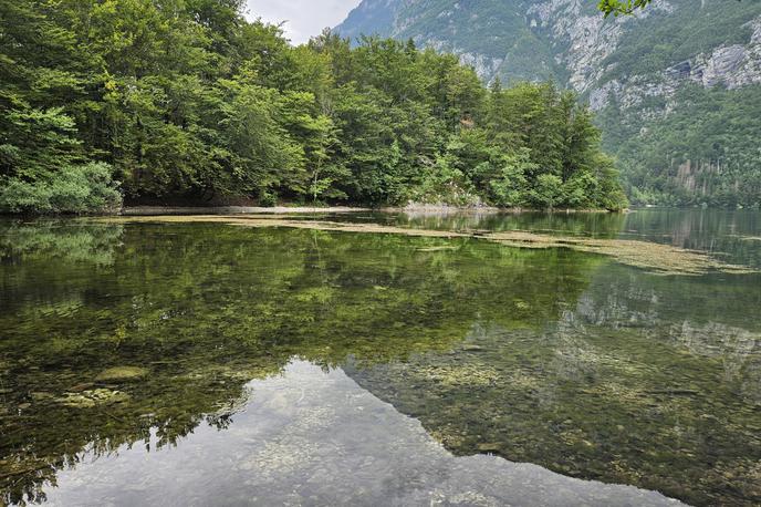 Bohinjsko jezero | Po navedbah uprave so se pri psički klinični znaki, ki so nakazovali na zastrupitev, pojavili eno uro po prihodu ob jezero. | Foto STA