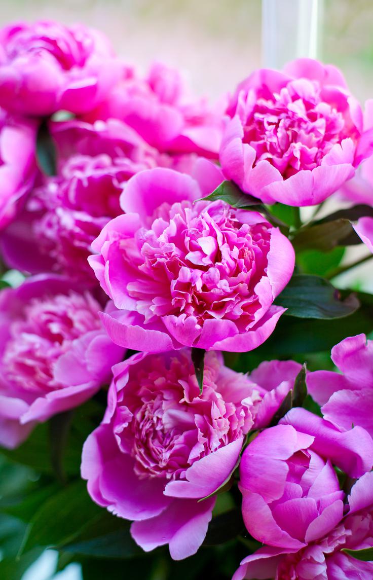 potonike | Foto: Thinkstock