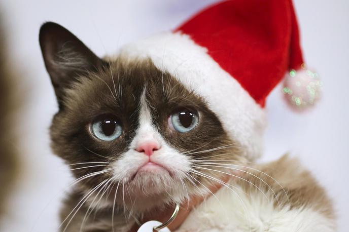 grumpy cat | Foto Reuters