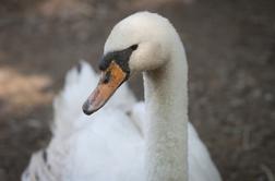 Enega najhitrejših vlakov na svetu ustavil labod