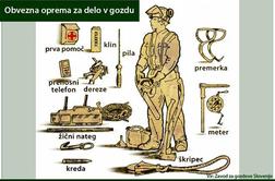 Kako se varno lotiti odstranjevanja dreves v gozdu (video)