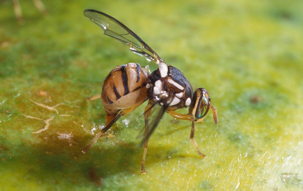 orientalska plodova muha | Gre za invazivno vrsto muhe, ki napada številne vrste sadja in povzroča veliko gospodarsko škodo. | Foto Wikipedia