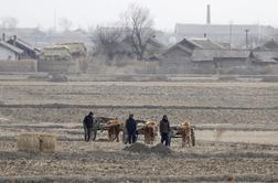 V Severni Koreji med delom na polju nenadoma umrlo 11 ljudi