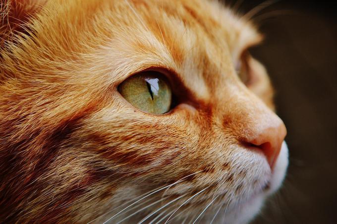mačke | Foto: Pixabay