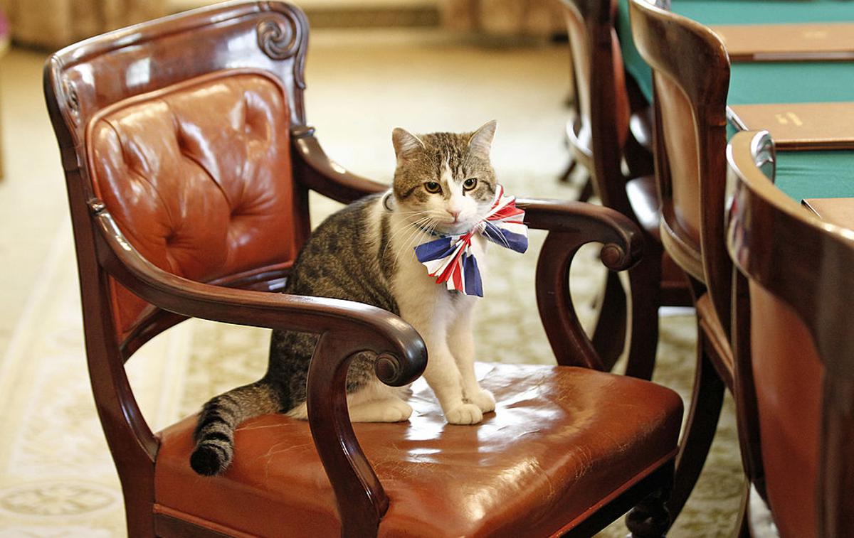 maček Larry | Foto Getty Images