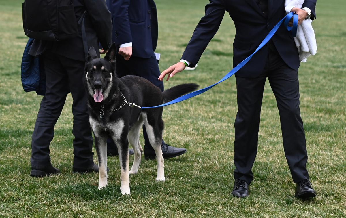 Joe Biden, pes | Major povzroča več težav v Beli hiši, kot so sprva poročali. | Foto Reuters