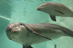 Na ameriški atlantski obali nasedlo večje število delfinov