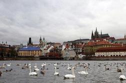 Podivjan divji prašič povzročil razdejanje v Pragi