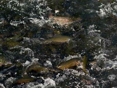 Vročina in podpovprečne padavine ogrožajo življenje rib