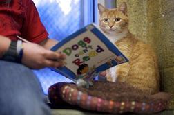 Mačja čitalnica za večje veselje do branja (foto)