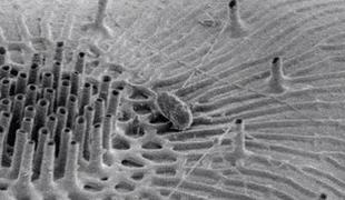 Foto: Neverjetni prizori izpod mikroskopa
