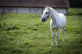Pedagoško raziskovalni center za konjerejo Krumperk