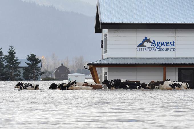 V Abbotsfordu v Britanski Kolumbiji so zaradi poplav nasedle krave. | Foto: Reuters
