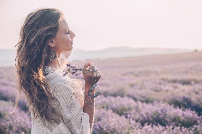 poletje, sivka, lavanda | Foto Shutterstock