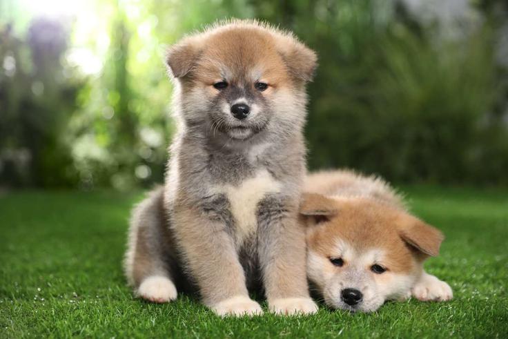 Kožuh pasme akita inu je lahko različnih barv, vključno z belo, rdečo, tigrasto in sezamovo. | Foto: Shutterstock