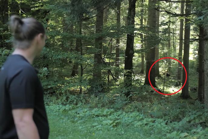 Tako je videti srečanje z medvedom v slovenskem gozdu #video