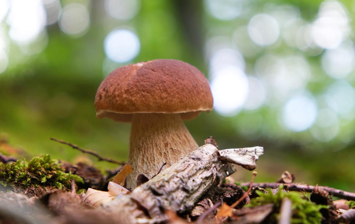 jurček, jurčki, gobe, gobarjenje | Foto Shutterstock