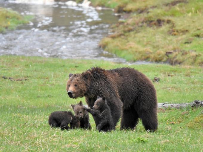 Na medvedji lov se obiskovalci namesto s puško podajo s fotoaparatom ali kamero v roki, ob tem pa jim ponujajo še druge aktivnosti (fotografija je simbolična). | Foto: Thinkstock