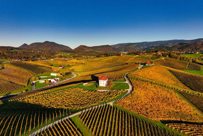 Vina za martinovo mizo: okusi, ki povežejo jed, družbo in praznik