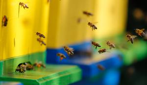 Avstrijcu zapor zaradi uporabe insekticida, ki je pobil čebele
