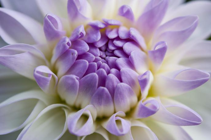 najdražje rože | Foto Thinkstock